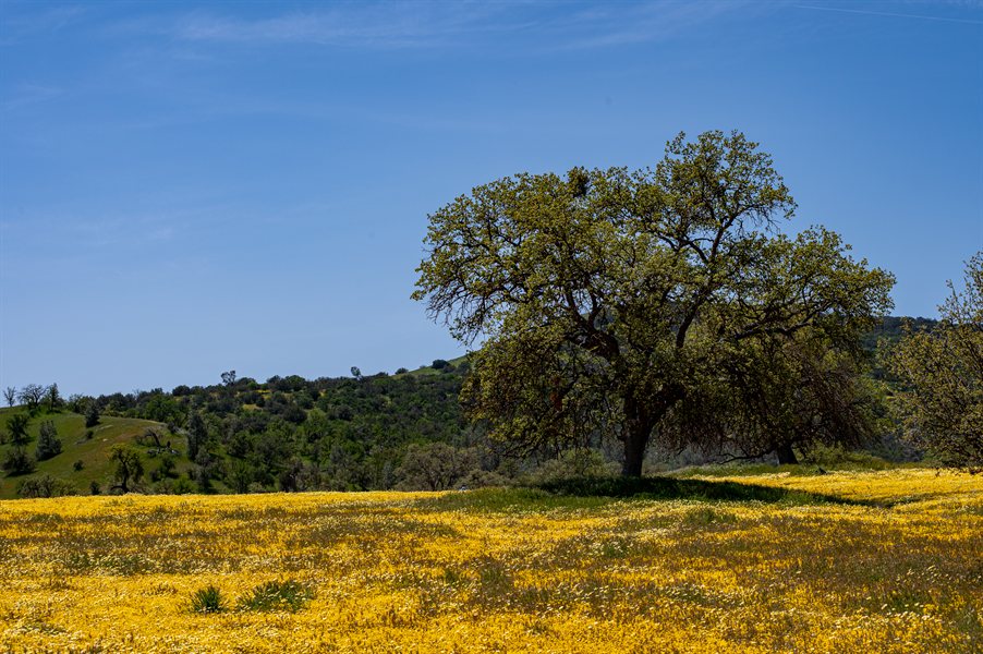 Trees and flowers in a field representing growth and natural habits